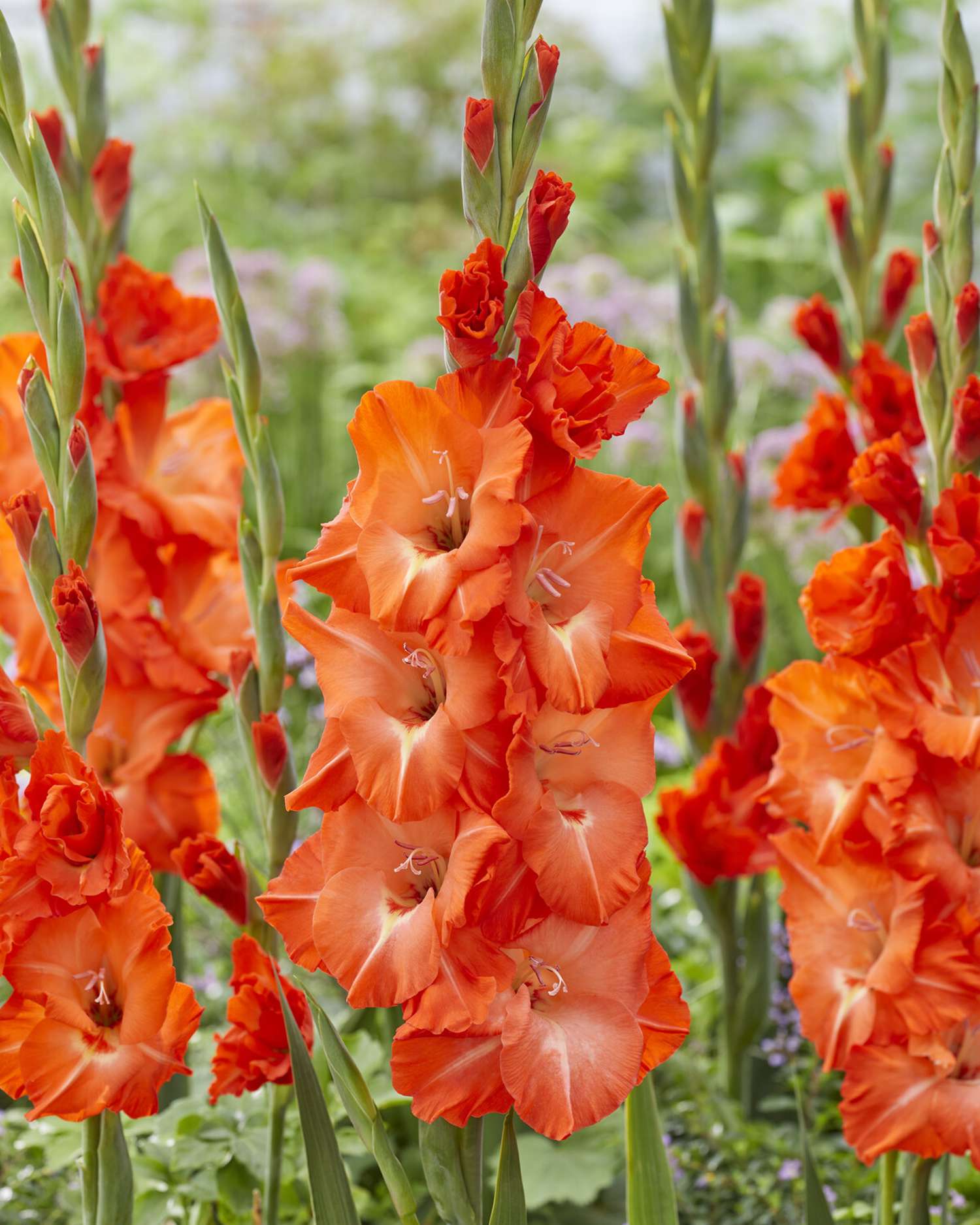 Gladiolus 'Stormy®'